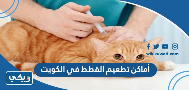 أماكن تطعيم القطط في الكويت