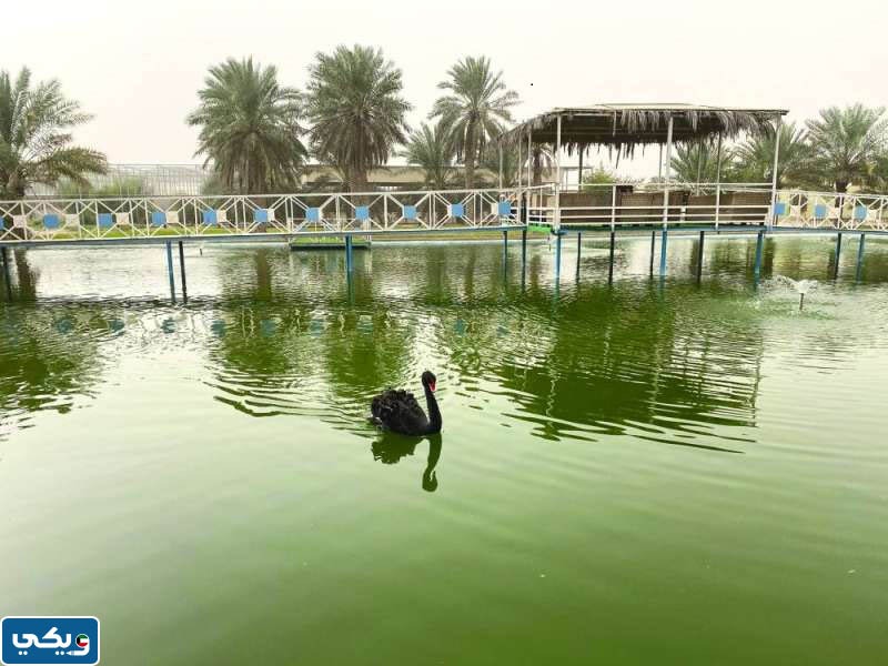 اسماء مزارع الوفرة في الكويت