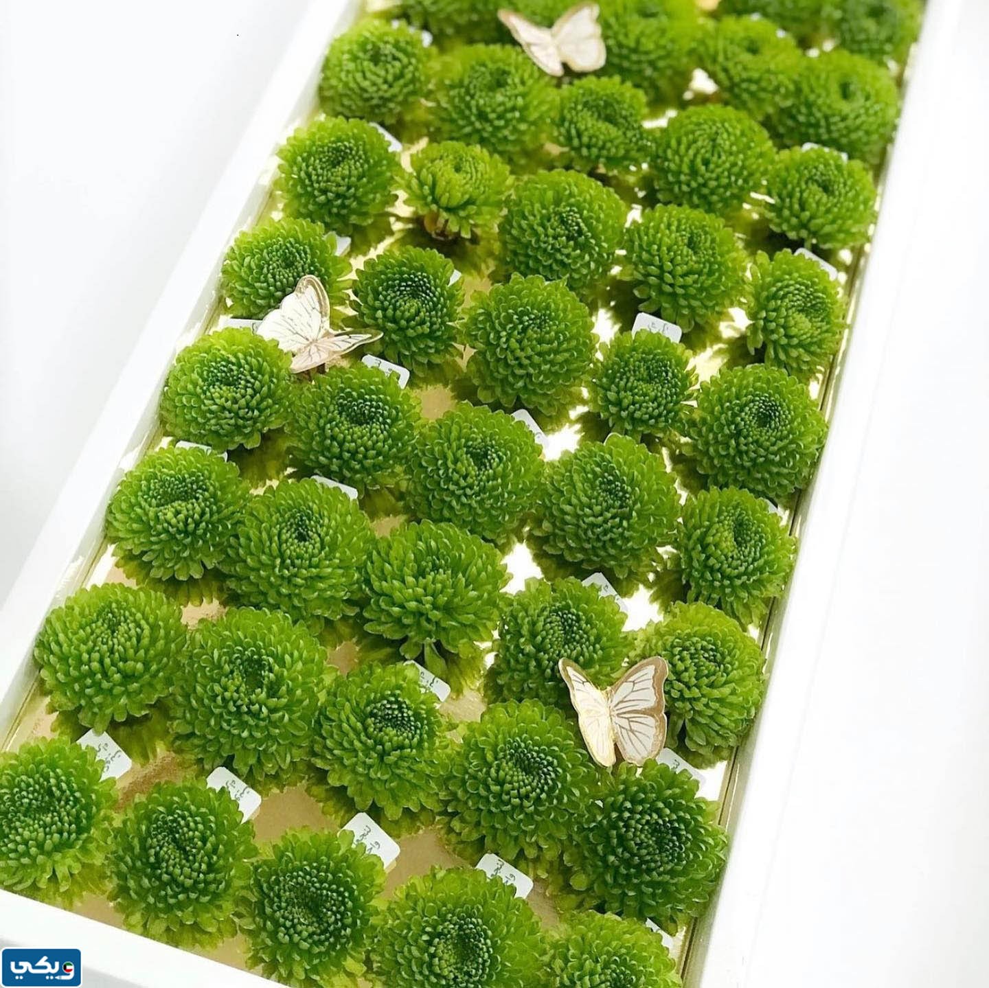 افكار توزيعات يوم التخضير الكويت بالصور 2023