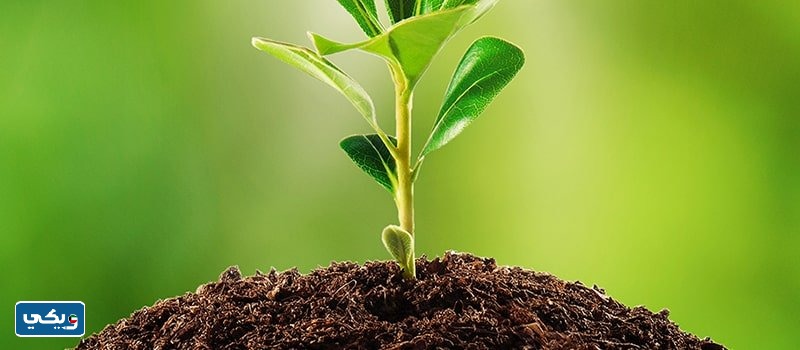 اي جزء من اجزاء النبات الذي ياخذ اكبر كميه من الماء