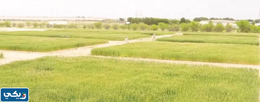 صور محمية الجيش الكويتي