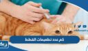 كم عدد تطعيمات القطط