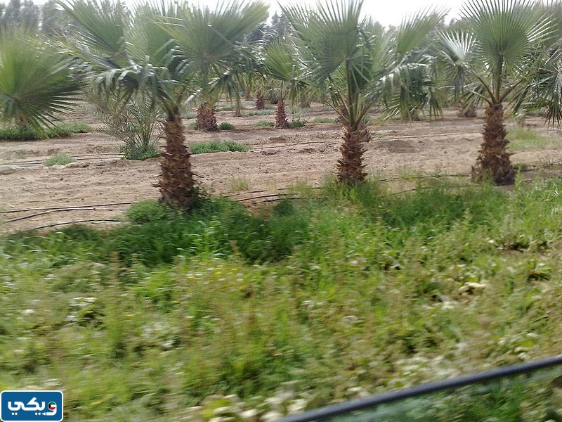 مواقع مزارع الوفرة في الكويت على جوجل ماب