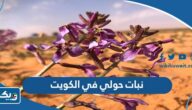 نبات حولي في الكويت ما هو نبات حولي في الكويت ما هو