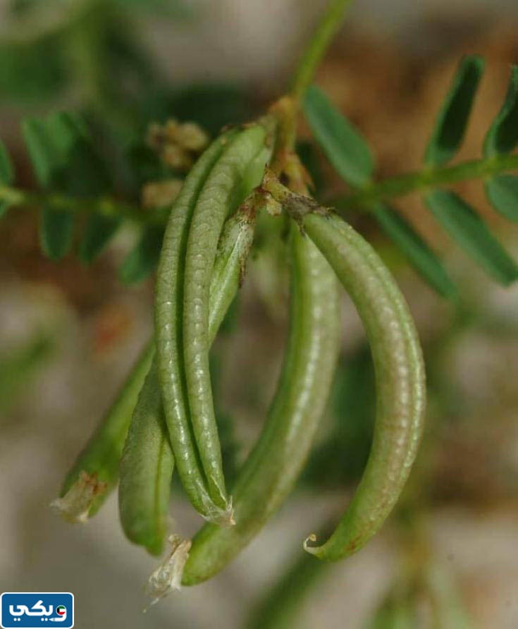 أصابع العروس