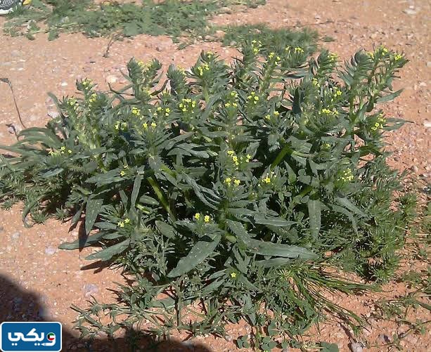 نبات الكحيل