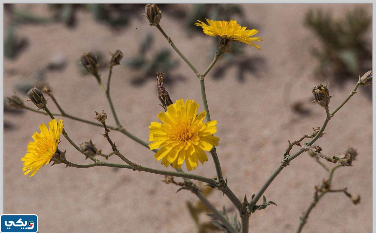 نبات العرفج