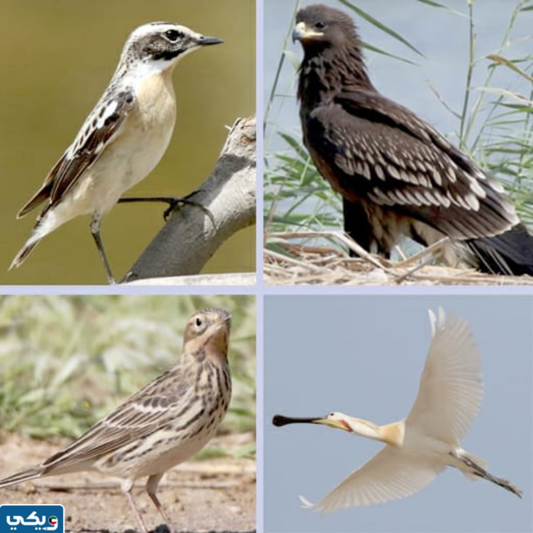 طرق حماية الطيور البرية في الكويت