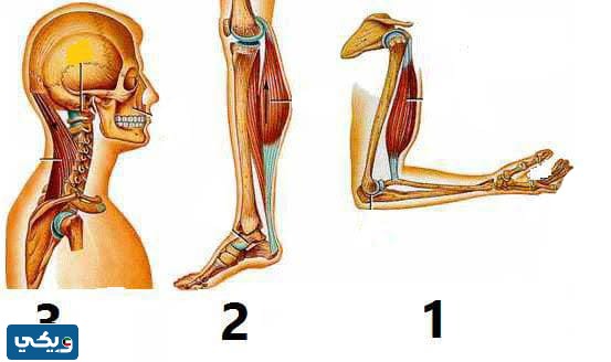 ارسم ثلاثة انواع من الروافع الموجودة في جسمه ويبين اهميتها