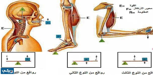 ارسم ثلاثة انواع من الروافع الموجودة في جسمه ويبين اهميتها