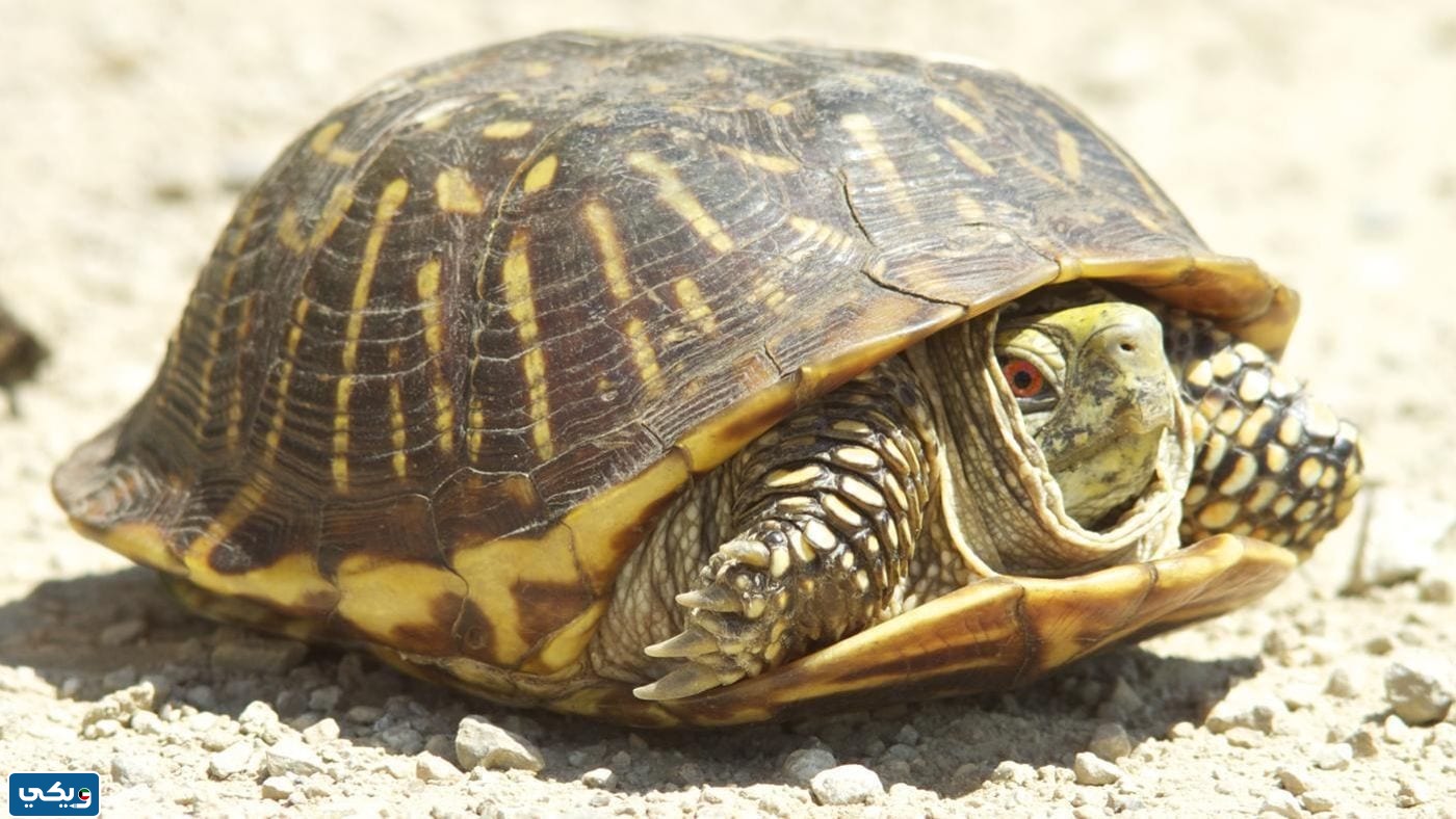 ماذا يغطي جسم السلحفاة