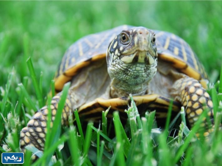 معلومات عن السلحفاة