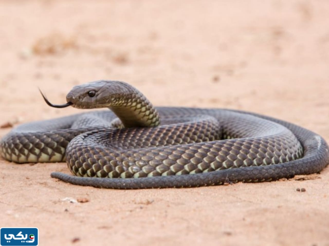 معلومات عن الثعبان