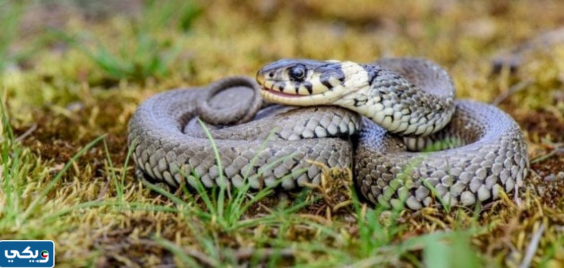 ماذا يغطي جسم الثعبان