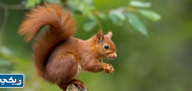 مفهوم التكييف