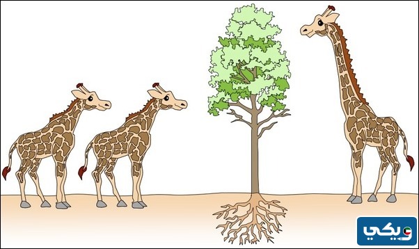 مفهوم الانتخاب الطبيعي