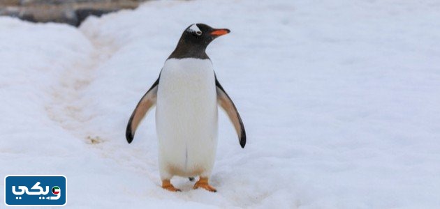 معلومات عن البطريق