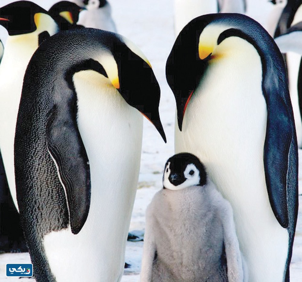 أنواع وسلالات طائر البطريق