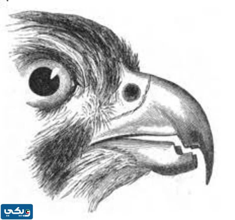 صمم نموذج لتكيف بعض الحيوانات منقار مخلب ارجل