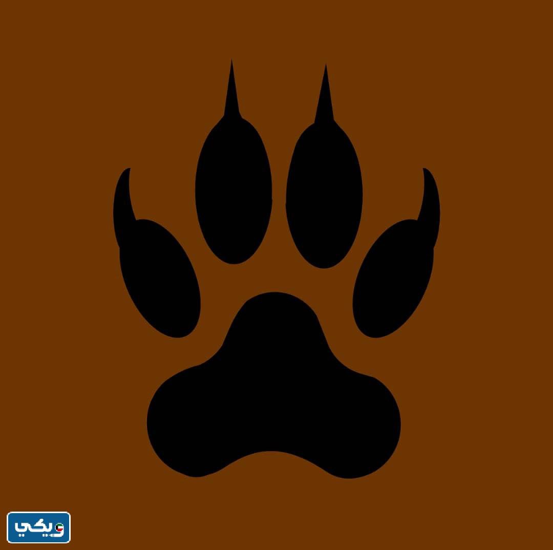 صمم نموذج لتكيف بعض الحيوانات منقار مخلب ارجل