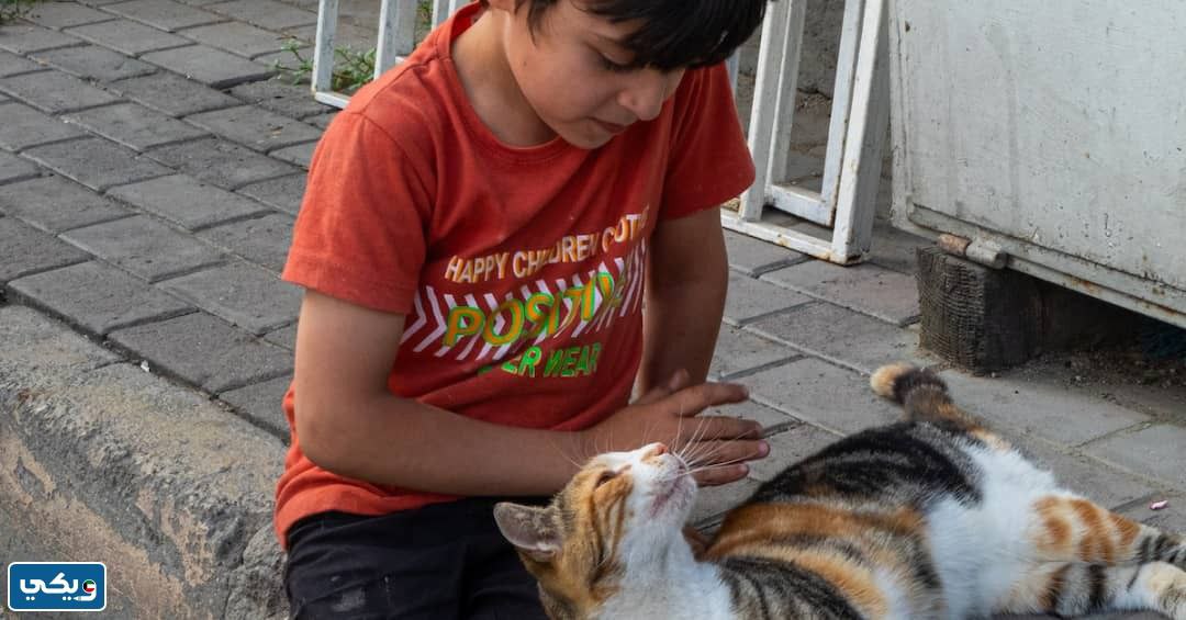 ثلاث جمل عن الرفق بالحيوان للصف الثالث الابتدائي مع الترقيم