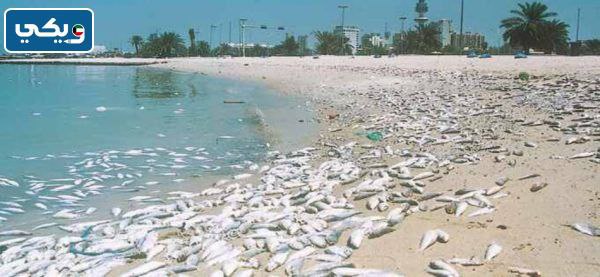 صور تدل على تَلوث البَيئة البَحرية في الكَويت