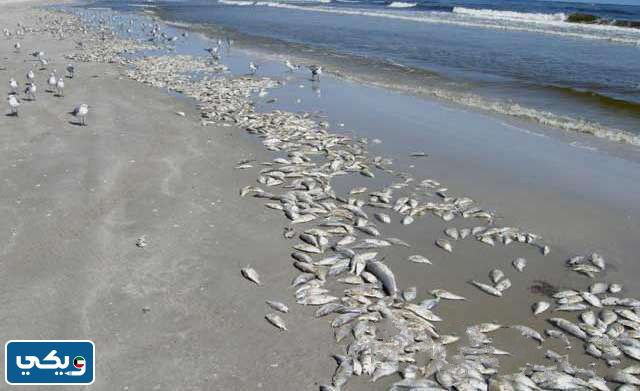 انواع تلَوث البيَئة البَحرية في الكَويت