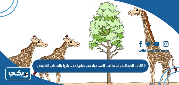 الكائنات الحية التي استطاعت الاستمرار في حياتها في بيئتها بالانتخاب الطبيعي
