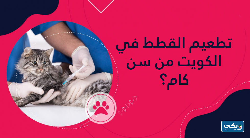 تطعيم القطط في الكويت من سن كام