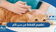 تطعيم القطط في الكويت من سن كام تطعيم القطط في الكويت من سن كام