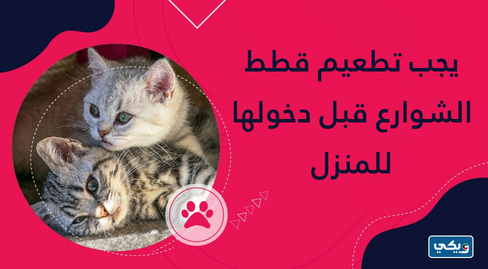 تطعيمات قطط الشوارع