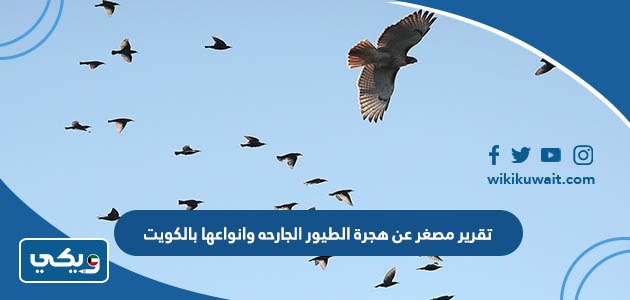 تقرير مصغر عن هجرة الطيور الجارحه وانواعها بالكويت