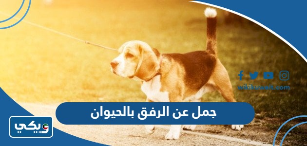 جمل عن الرفق بالحيوان