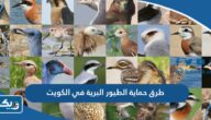ما هي طرق حماية الطيور البرية في الكويت ما هي طرق حماية الطيور البرية في الكويت