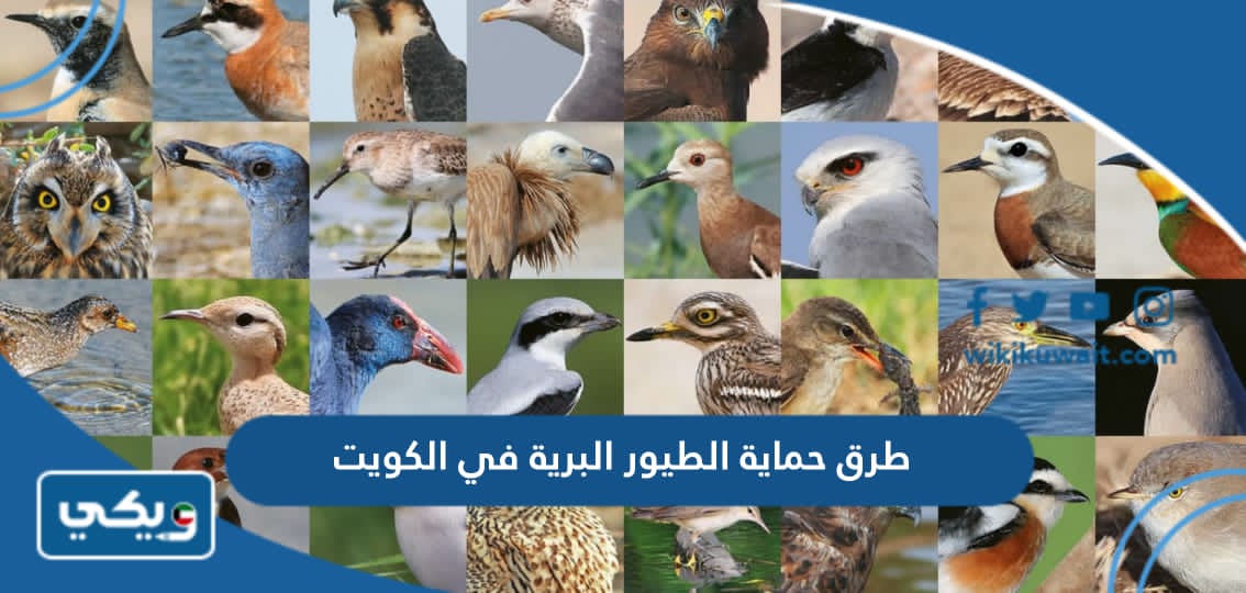 طرق حماية الطيور البرية في الكويت
