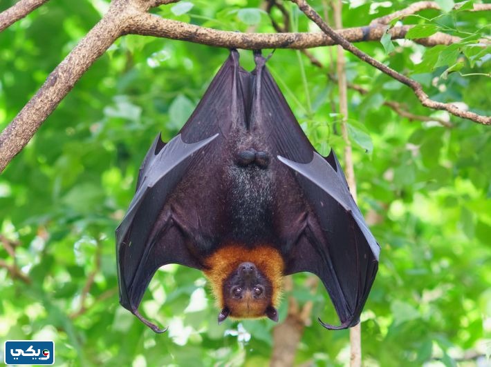 طعام الخفاش