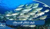 كيف تتكاثر الاسماك كيف تتكاثر الاسماك