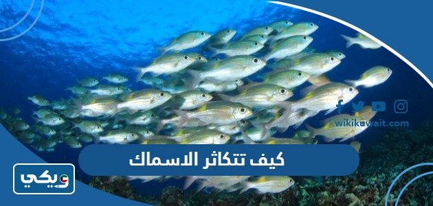 كيف تتكاثر الاسماك