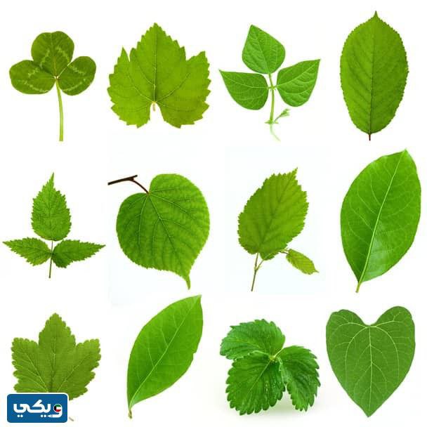 ما هي أنواع اوراق النباتات