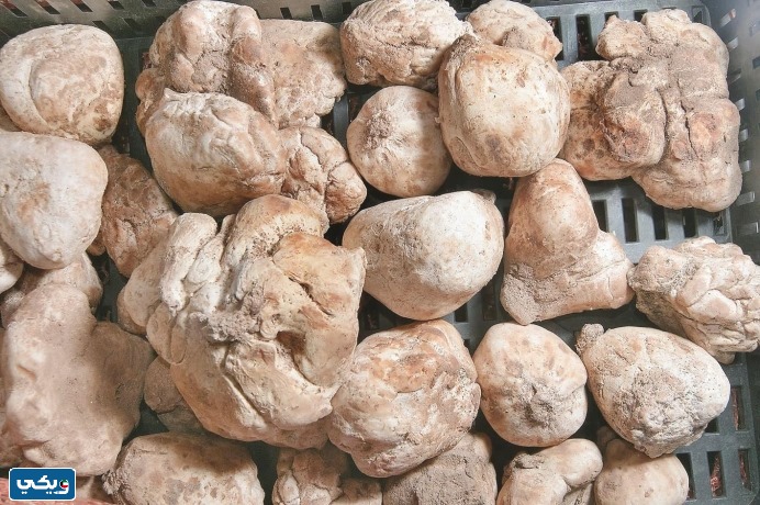 ما هي فوائد الفقع الكويتي