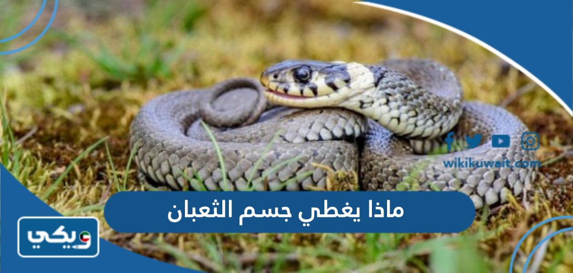 ماذا يغطي جسم الثعبان