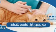 متى يكون أول تطعيم للقطط في الكويت متى يكون أول تطعيم للقطط في الكويت