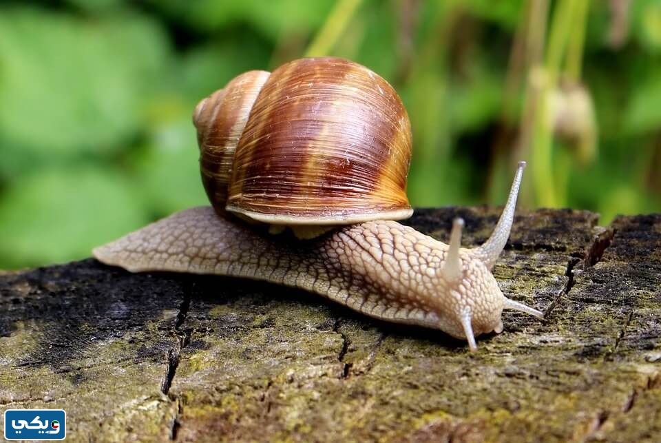 معلومات عن الحلزون