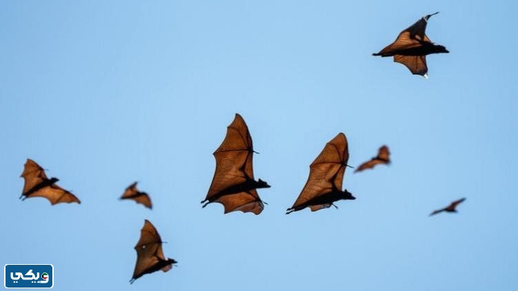 معلومات عن الخفاش