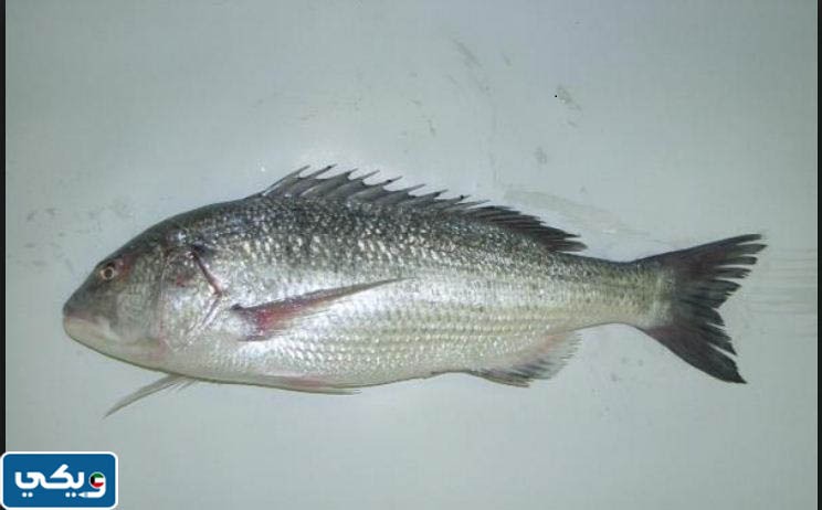 مكان يمكن العثور فيه على سمكة السبيطي