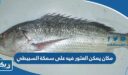 مكان يمكن العثور فيه على سمكة السبيطي