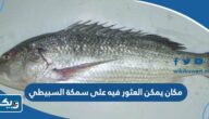مكان يمكن العثور فيه على سمكة السبيطي مكان يمكن العثور فيه على سمكة السبيطي