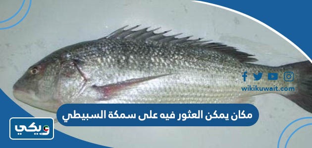 مكان يمكن العثور فيه على سمكة السبيطي