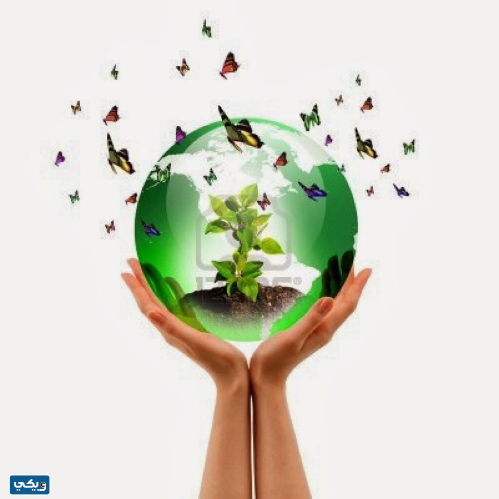 مكونات النظام البيئي