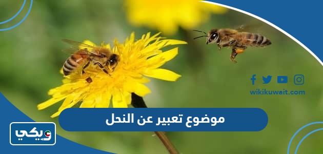 موضوع تعبير عن النحل